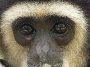 Gibbon phuket